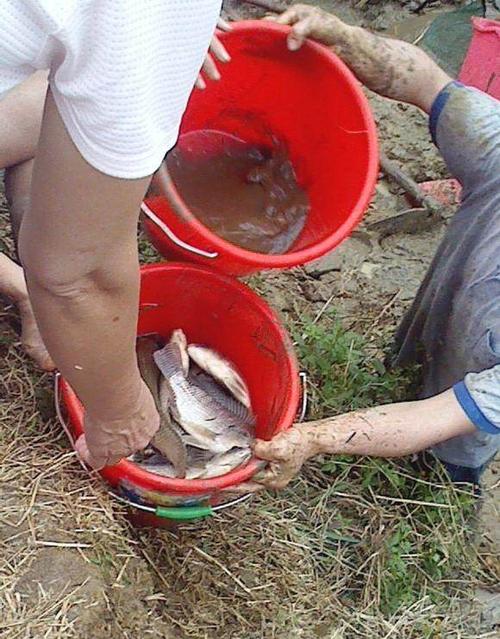 农村鱼塘抓鱼,众人围观浑身是泥欢乐多!