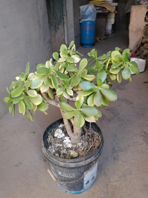 妈妈家的玉树,不记得什么时候种的,出锦好几年了,一直没人管的状态