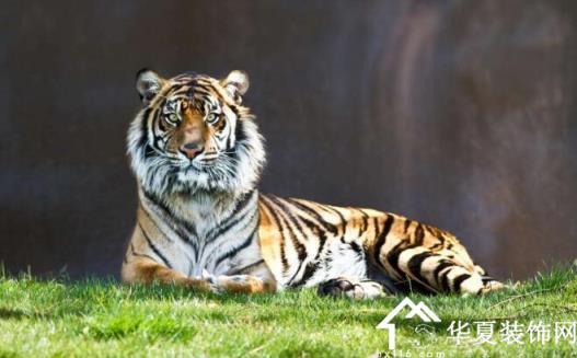 属虎的今年多大 属虎2020年运势