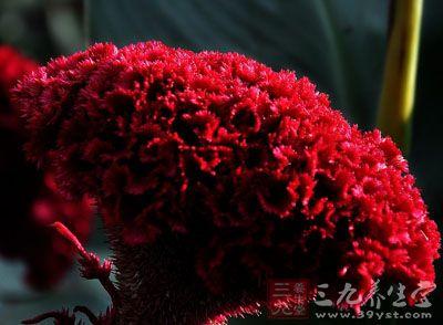 鸡冠子的药用价值与应用