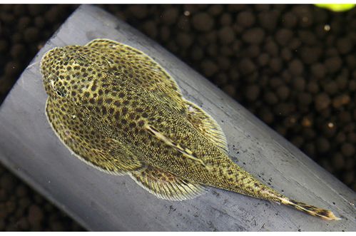 琵琶清道夫双吸盘鳅小提琴爬岩鳅清道夫鱼现售产品