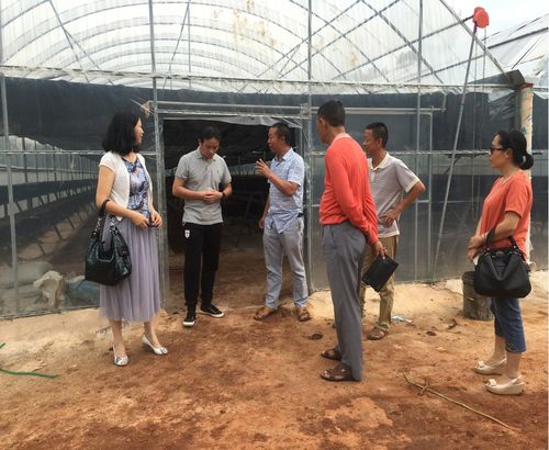 红塔区科协到李棋街道正有草莓科普示范基地调研指导