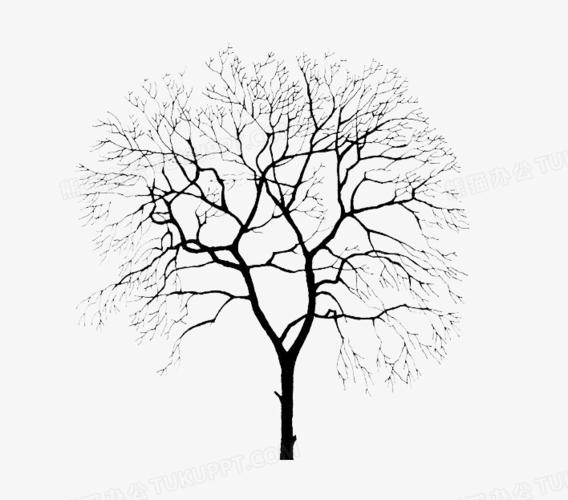 冬天的树木树干