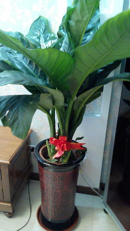 搬新家亲戚送了两盆大叶子,求大神告知名字