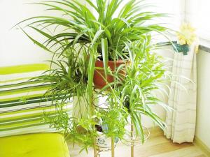 吊兰的养殖要点