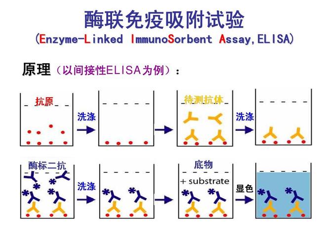 酶联免疫吸附试验 (enzyme-linked immunosorbent assay,elisa) 原理