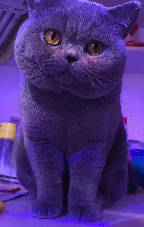 每日一猫 蓝色英短 去年的cfa世界冠军
