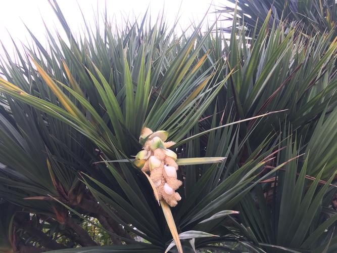 露兜树的花与果