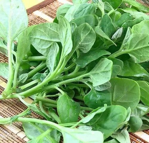 番杏的功效与作用疏风清热解毒消肿