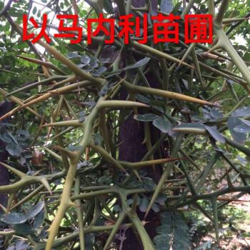 皂角树苗皂荚树苗皂刺树皂角刺皂角树皂荚树带刺篱笆防护栏5年苗