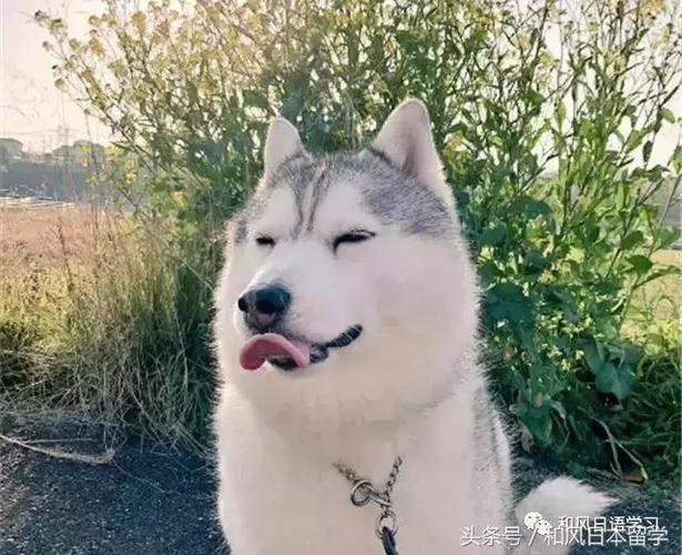 我侧颜杀!这只二哈的正脸让我只想说"打扰了……"