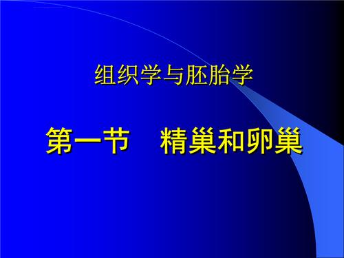 精巢和卵巢课件.ppt