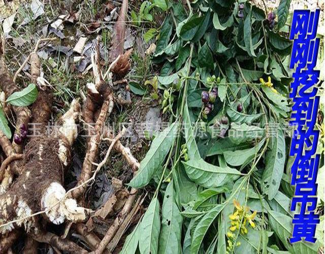 野生倒吊黄根 中药材黄花倒水莲 黄花大远志 观音串倒吊王 黄花参