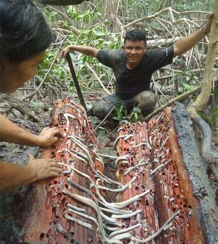 他将腐烂木头里的肥美蛆虫放进嘴里,旁人看到都要吐了