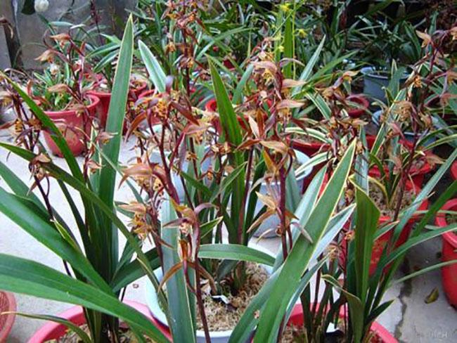 墨兰的寓意和象征