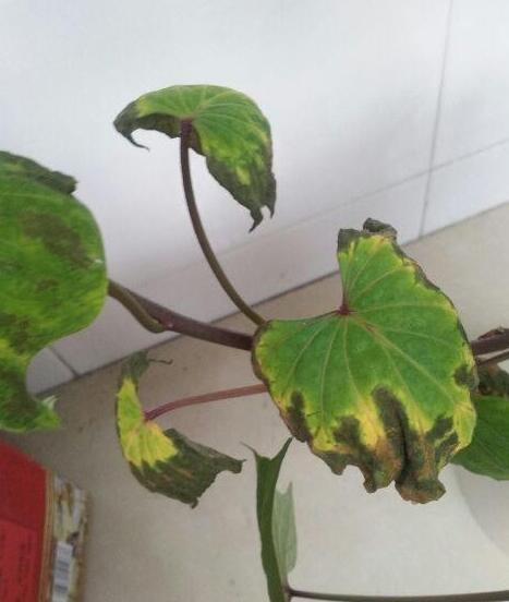 2,朱秀丽(浙江绍兴):请问专家,红薯得了什么病,该怎么处理?