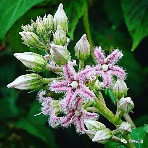 却浑身是宝的"爱情诗"萝藦科植物