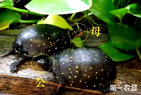 【专家解答】人工饲养的条件下,要在星点水龟的饲养环境中布置较多