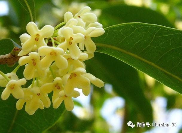 桂花树上所开的桂花可以吃吗1斤卖300元