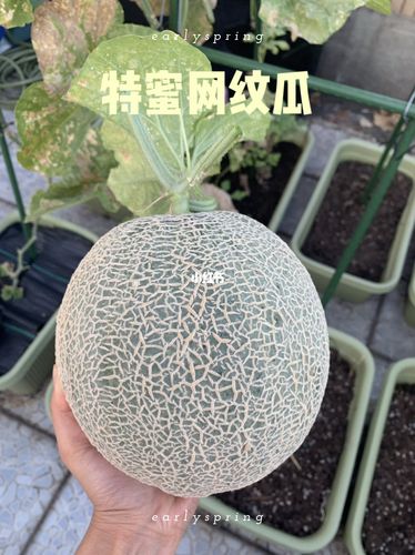 盆栽种植3个半月-特蜜网纹瓜_盆栽_采摘_温州攻略_种菜_阳台_西瓜