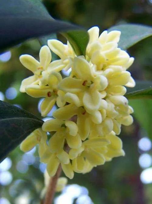 昨天,天气特别人,终于在几颗树上发现了,开得极少的桂花,那也让鼻翼