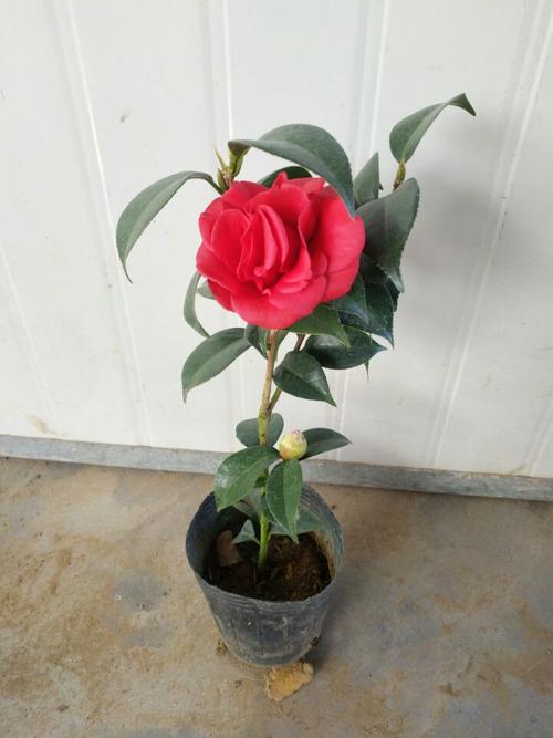 精品黑珍珠山茶花苗 有型多枝条 大花型带花苞发货 茶花茶梅树苗