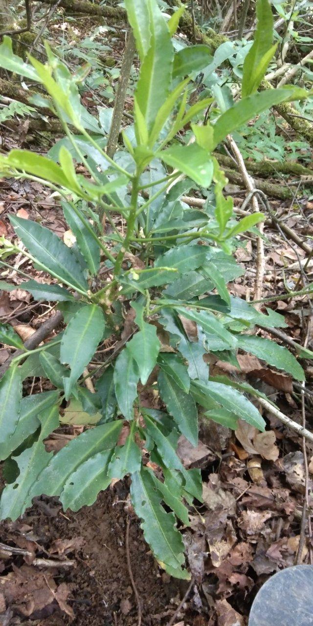 苗家草草药,八爪金