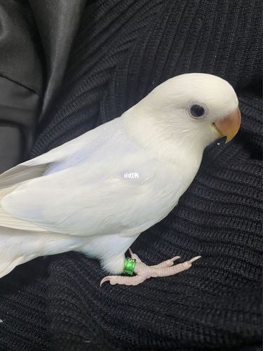 还是伊莎仙气_牡丹_手养牡丹鹦鹉_宠物_宠物