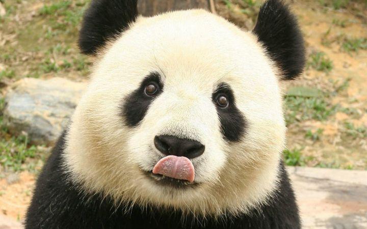 熊猫:只要略略略就有彩色照片啦
