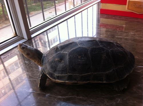 请高手指点,这是什么品种的龟,如何辨别它是公的还是母的呢