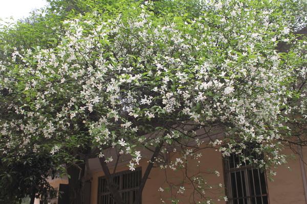 香橼花儿开