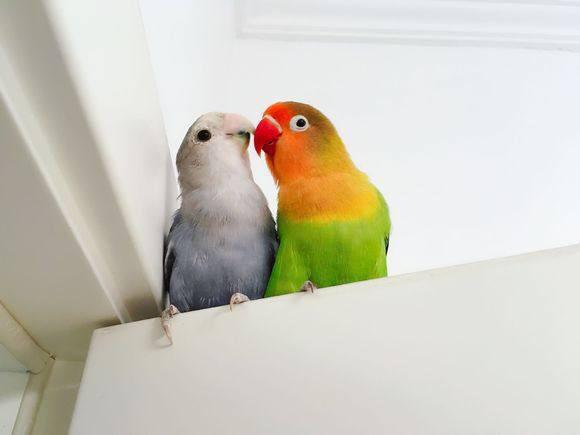 我这条单身狗,整天对着这对牡丹鹦鹉, 哦,不,应该叫爱情鸟,天天的秀