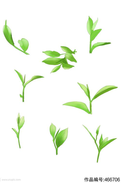 实物绿茶叶子元素免抠