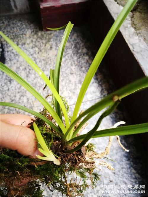 下山漂亮黄心草,赌色花