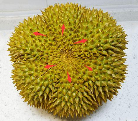 挑选榴莲的技巧学会了助你挑到包多肉厚好榴莲让钱花得值得