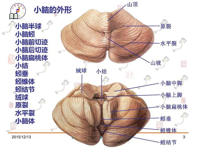 013-小脑,间脑1ppt