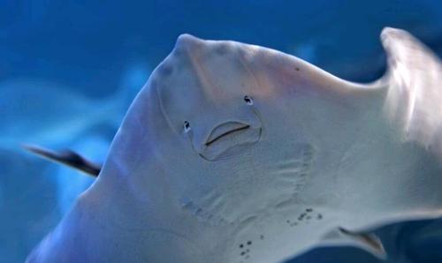 鳐鱼和魔鬼鱼的区别 魔鬼鱼吃人吗