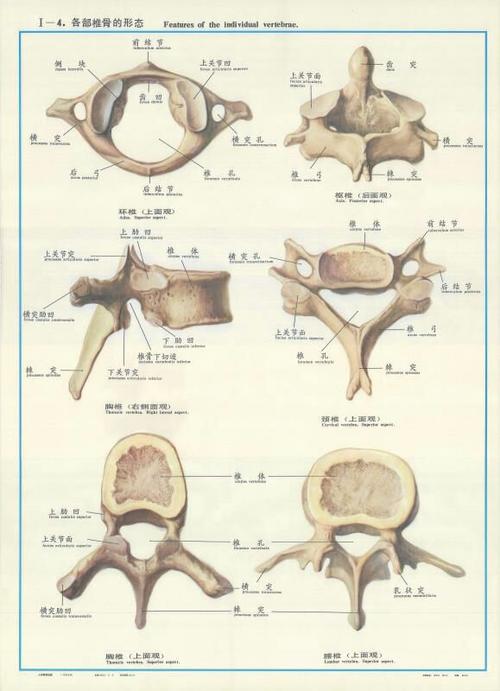 各部椎骨形态及椎骨的连接