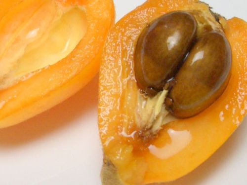 展开全部 这是一颗枇杷的种子