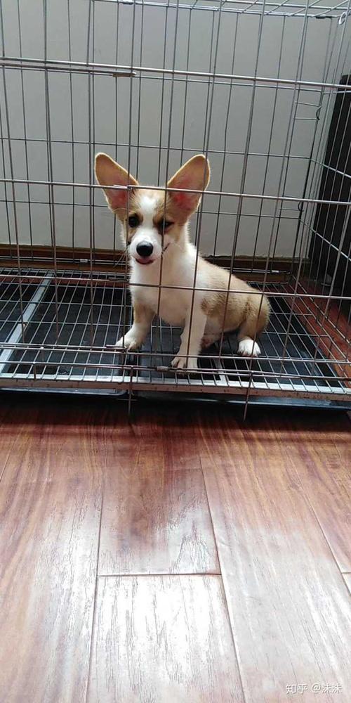 柯基幼犬的耳朵什么时候会立起来