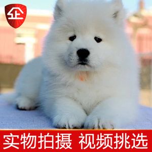 熊版萨摩耶幼犬
