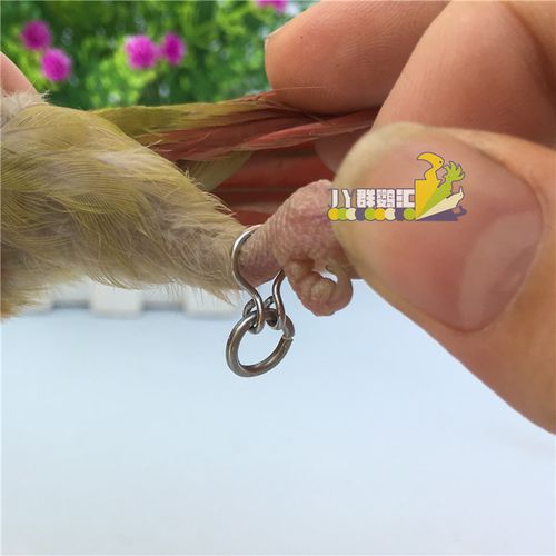 鹦鹉鸟u字脚环脚链 放飞绳 牡丹太平洋玄凤画眉伯劳