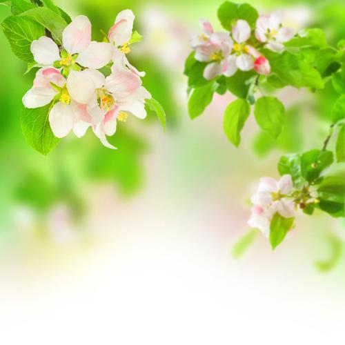 淡粉色小花 绿叶 渐变背景 朦胧背景 春天风景 唯美 清新 淡雅