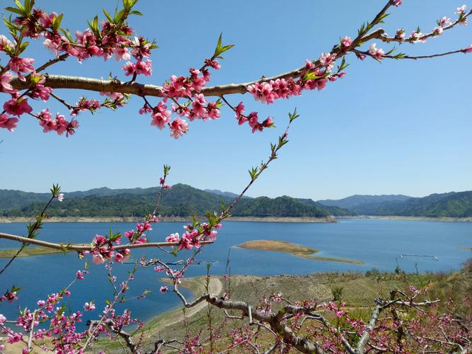 河口桃花红手机摄影轻骑踏月