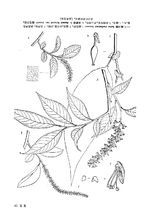 中国植物志原版墨线图