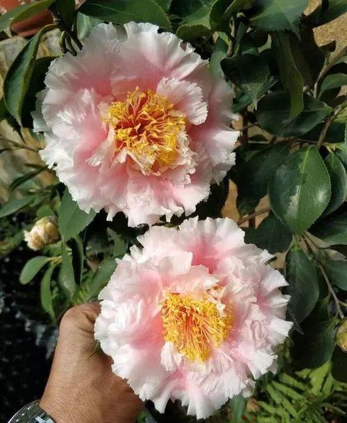 赛牡丹图片来源:茶花吧