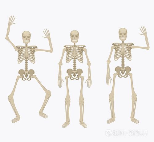 人类的骨骼.在不同位置的剪影骨架