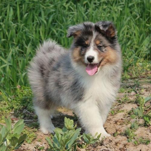 宠物狗狗活体苏牧幼犬狗狗双血统赛级苏格兰牧羊犬 纯种喜乐蒂犬