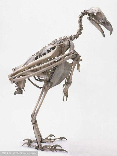 鸟类的骨骼结构