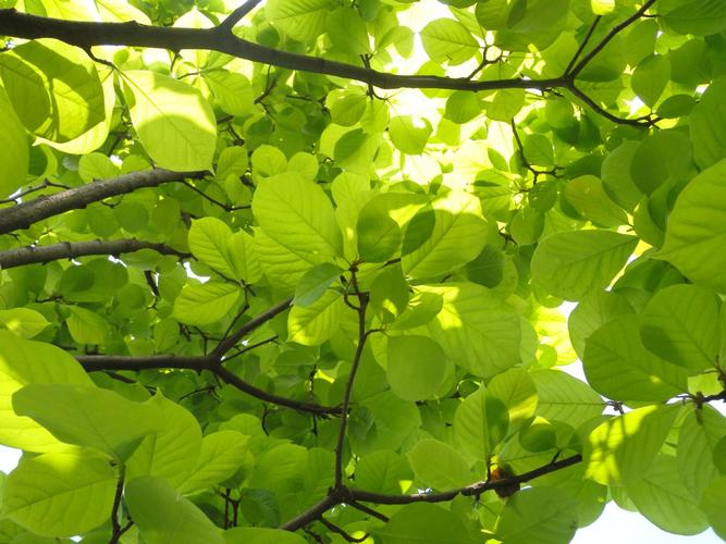 别    称白玉兰,木兰,玉兰花,望春,应春花,玉堂春,玉兰.